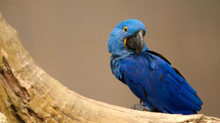 Arara-azul-de-lear