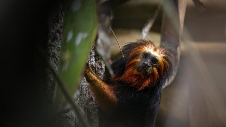 Exemplar de mico-leão-da-cara-dourada (Leontopithecus chrysomelas)