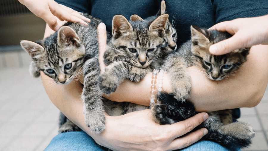 Por mais encantadora que seja a amizade felina, ela não é garantida Por mais encantadora que seja a amizade felina, ela não é garantida