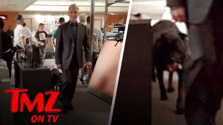 O cachorro de Mark Harmon, protagonista da série "NCIS" - Reprodução/TMZ - Reprodução/TMZ