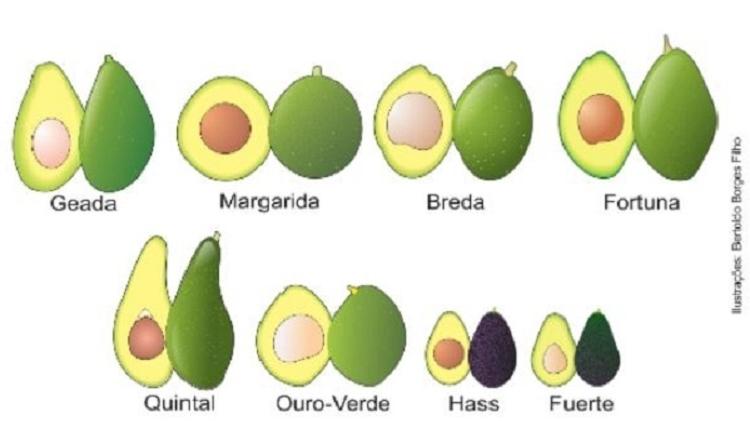 Abacate ou avocado? Entenda as diferenças entre as duas frutas - 02/05 ...