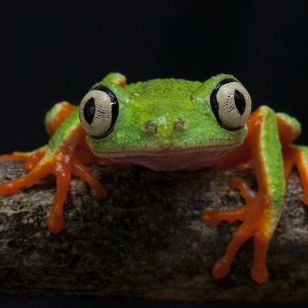 Perereca da espécie "Hylomatis aspera", da Mata Atlântica do sul baiano