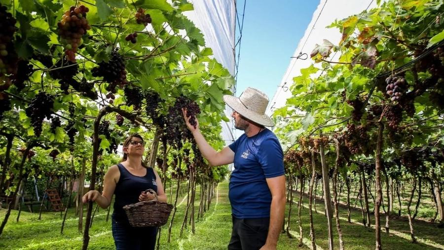 Casa Zottis Vinhos e Uvas utiliza várias tecnologias na produção de uvas, incluindo irrigação, plasticultura, variedades BRS e cobertura vegetal do solo Casa Zottis Vinhos e Uvas utiliza várias tecnologias na produção de uvas, incluindo irrigação, plasticultura, variedades BRS e cobertura vegetal do solo