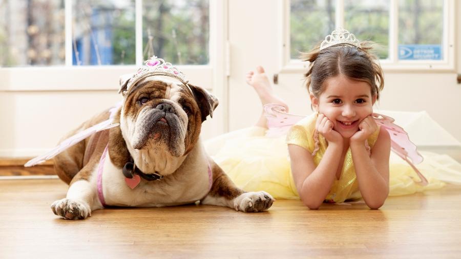 Apesar da aparência carrancuda, o buldogue inglês é tranquilo e apegado à família Apesar da aparência carrancuda, o buldogue inglês é tranquilo e apegado à família