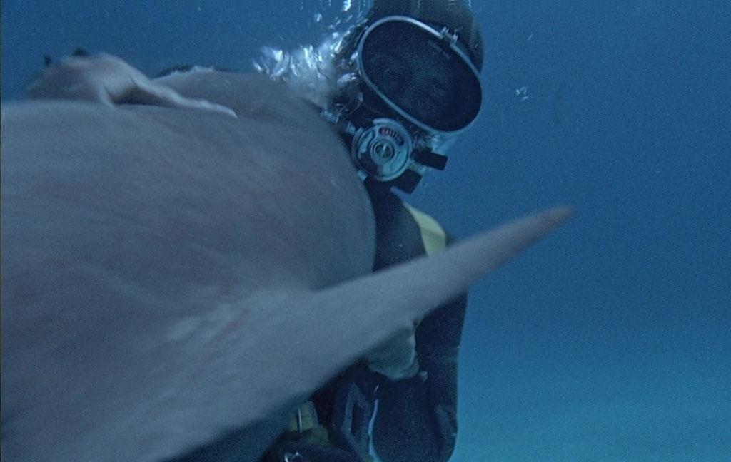 Dublê Jose Marco foi morto por um  em cena de "Tubarão" (1969) - Reprodução