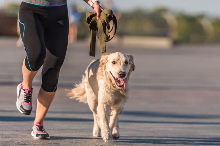 Habilidades observadas nos cães podem estar ligadas à sua relação com o tutor, segundo os especialistas - Getty Images/iStockphoto - Getty Images/iStockphoto