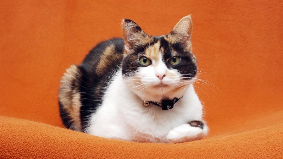 Como tirar xixi de gato do sofá? Saiba porque usar limpador enzimático