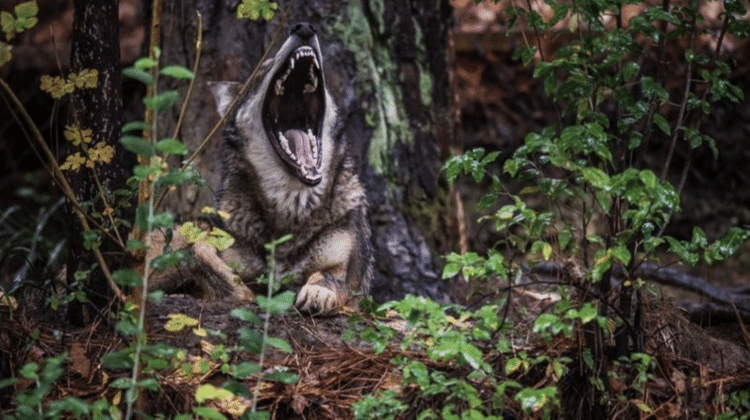 O lobo-vermelho parecia ter se recuperado da extinção na natureza, mas sua população entrou em declínio novamente - GETTY IMAGES - GETTY IMAGES