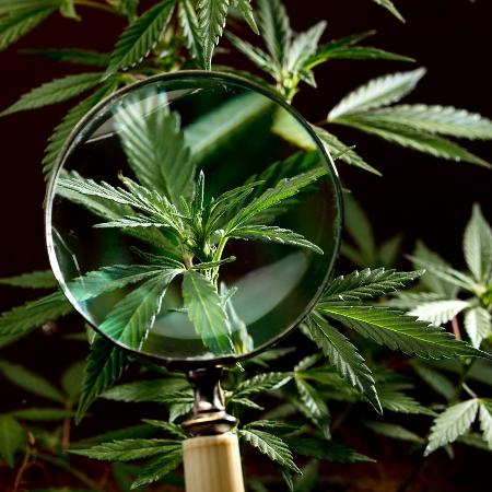 Estudo relacionou legalização da Cannabis no Canadá com o aumento de intoxicações idosos