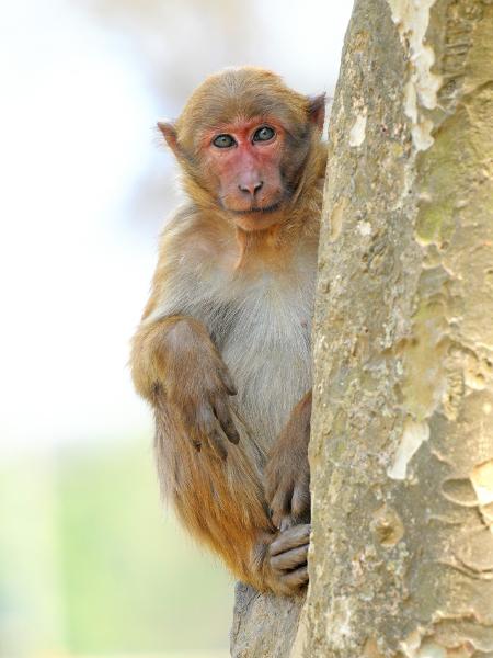 Macacos de Assam estão sujeitos a um fenômeno de seletividade social