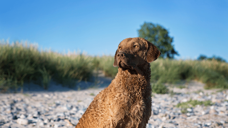 Chesapeake Bay Retriever Chesapeake Bay Retriever