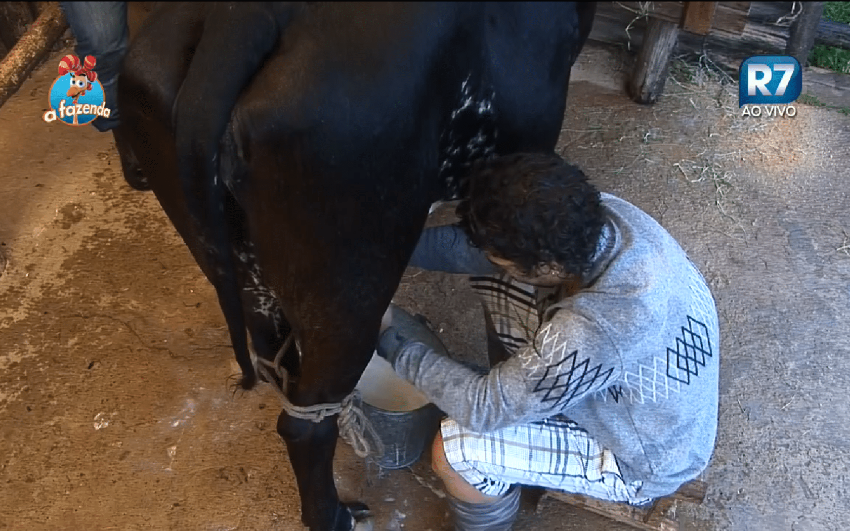 26.out.2015 - Douglas Sampaio acorda cedo para tirar leite da vaca - Reprodução/Record