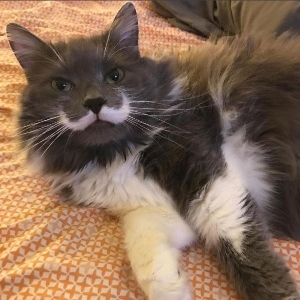 Reprodução/Instagram.com/hamilton_the_hipster_cat