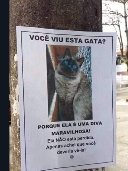 "Procura-se" gata maravilhosa - Reprodução/Twitter