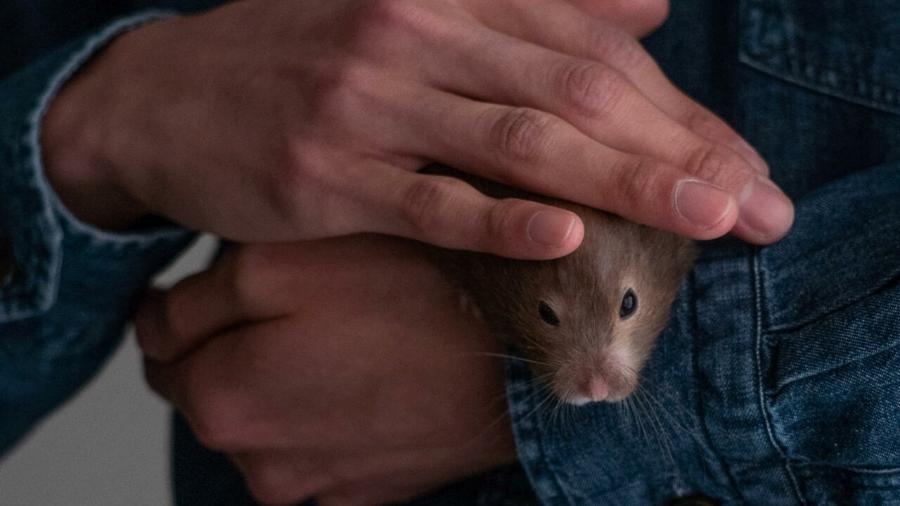 Um hamster recolhido por um cidadão após a descoberta de um foco de propagação da Covid-19 em uma loja  - AFP - BERTHA WANG