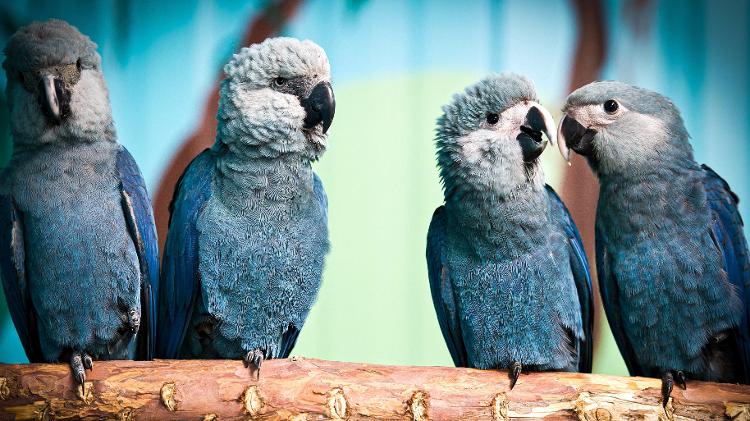 A ararinha-azul voltou para a Caatinga, onde nem deveria ter saído -  ACTP e.V. ? Association for the Conservation of Threatened Parrots e.V. -  ACTP e.V. ? Association for the Conservation of Threatened Parrots e.V.