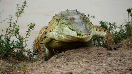 Crocodilo orinoco em lago da Venezuela   - Getty Images/iStockphoto