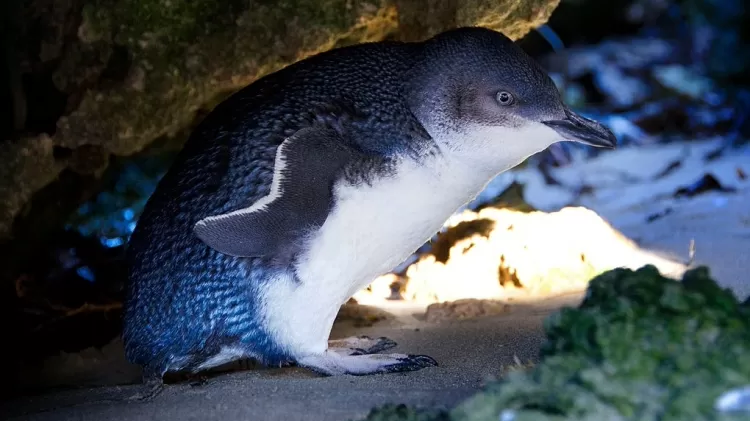 Pinguim-azul - Universal Images Group via Getty - Universal Images Group via Getty