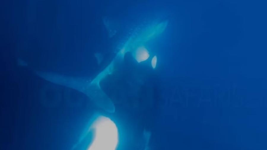 Registro de ataque de orca a tubarão-baleia no Golfo da Califórnia  - Reprodução/YouTube/@OceanSafari
