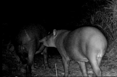 Antas flagradas com câmeras especiais no Parque Estadual Cunhambebe