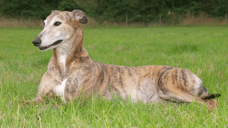 Greyhound Greyhound