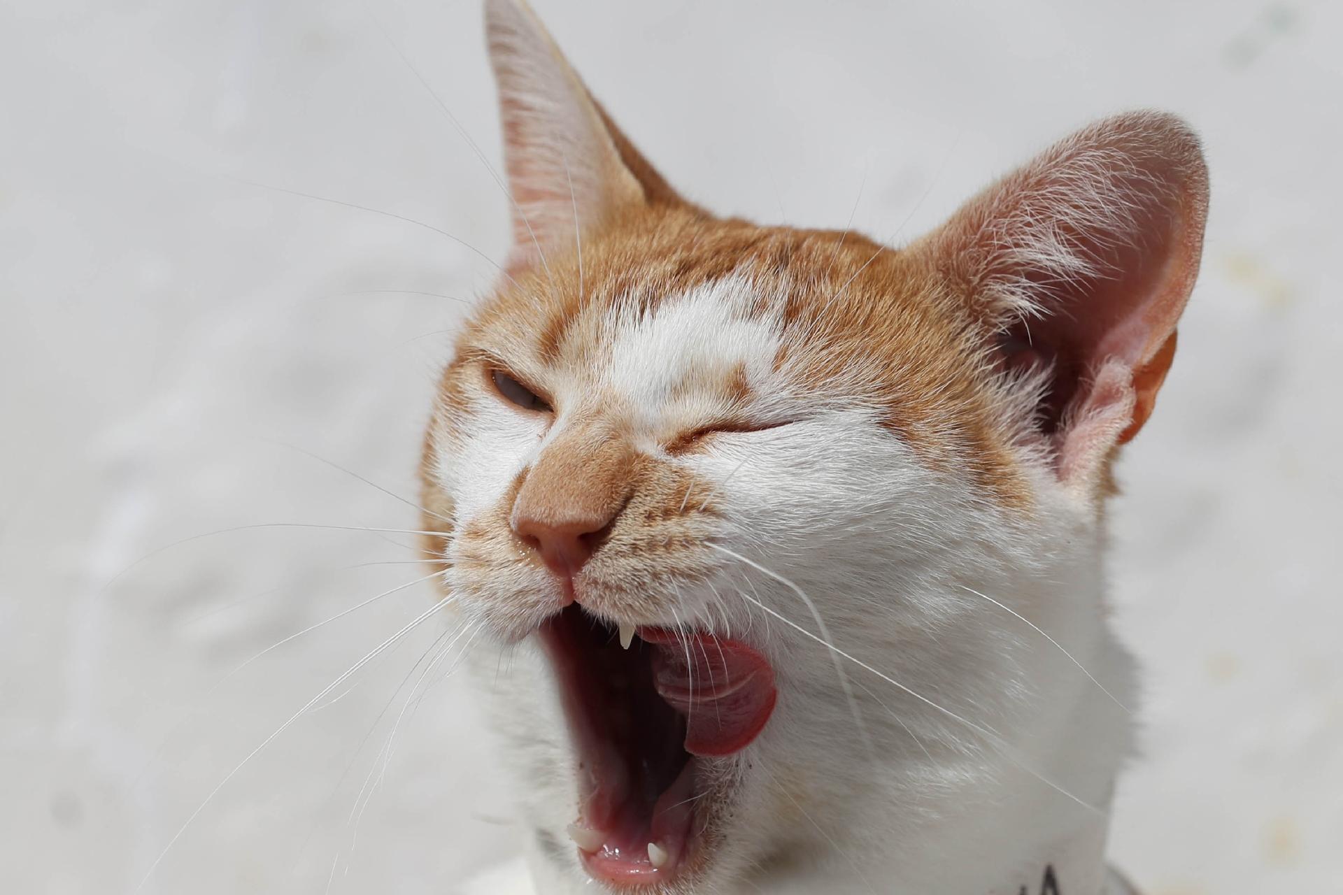 Xena: foi encontrada no bairro do Pari, em São Paulo, junto com um filhote. Tinha uma grande ferida no dorso, atrás da cabeça e estava desnutrida. Agora está esperando por um cafuné! Entre em contato: www.catland.org.br - Junior Lago/ UOL