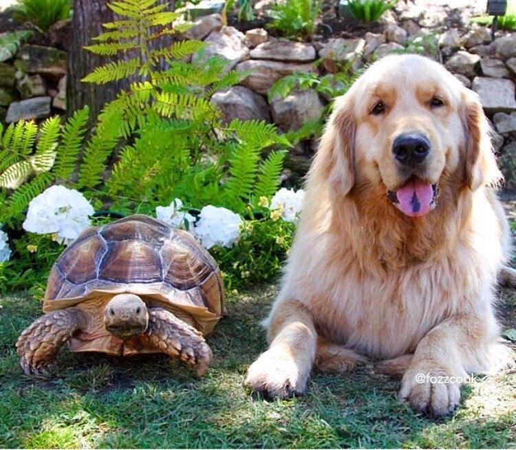 Larry e Cricket - Reprodução/Instagram