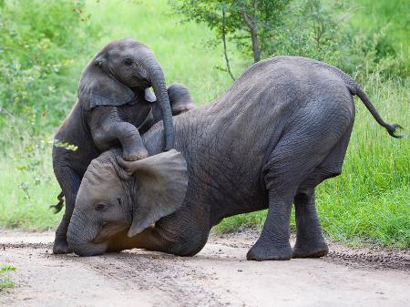 Anuncio ocorre após duas espécies de elefantes africanos terem risco de extinção atualizados - Getty Images