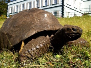 Reprodução/Guiness World Records