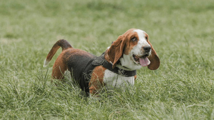 Cachorro Basset Hound Cachorro Basset Hound