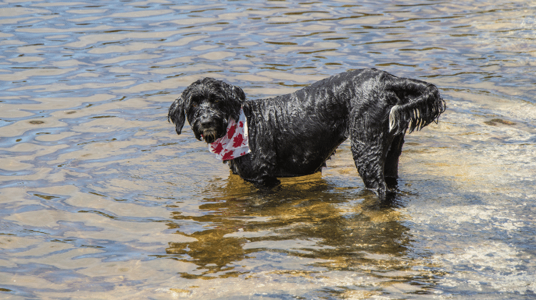 Portuguese Water Dog Portuguese Water Dog