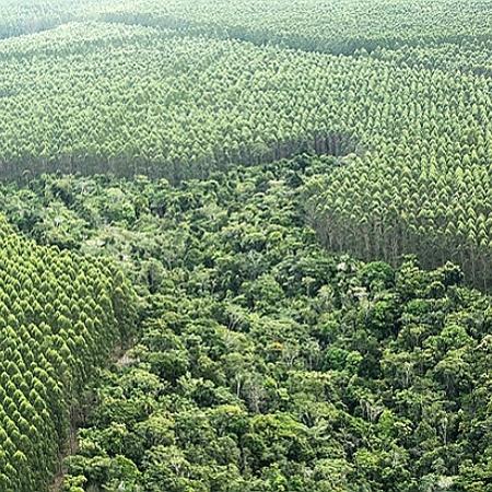 Plantação de eucaliptos no sul da Bahia, segundo estado que mais perdeu Mata Atlântica entre 2018 e 2019 - Diego Pagdurschi/Folhapress