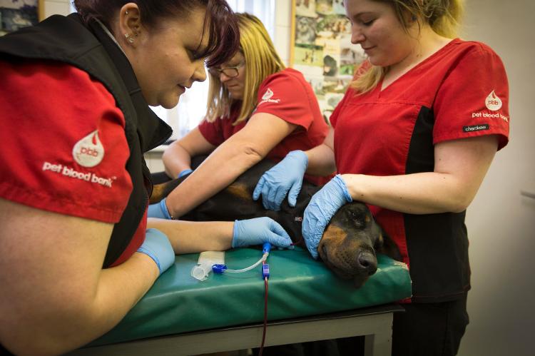 Doação de sangue é extremamente segura para os animais; gatos enfrentam maiores dificuldades - Colin McPherson/Corbis via Getty Images - Colin McPherson/Corbis via Getty Images