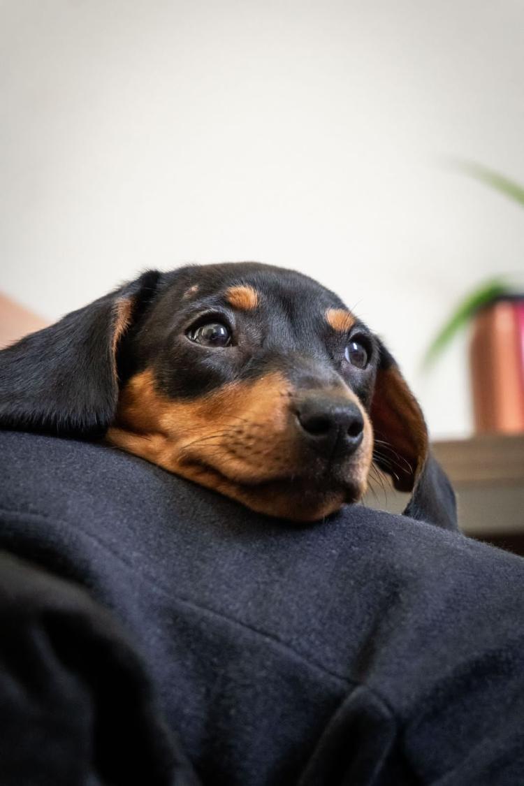 Dachshund