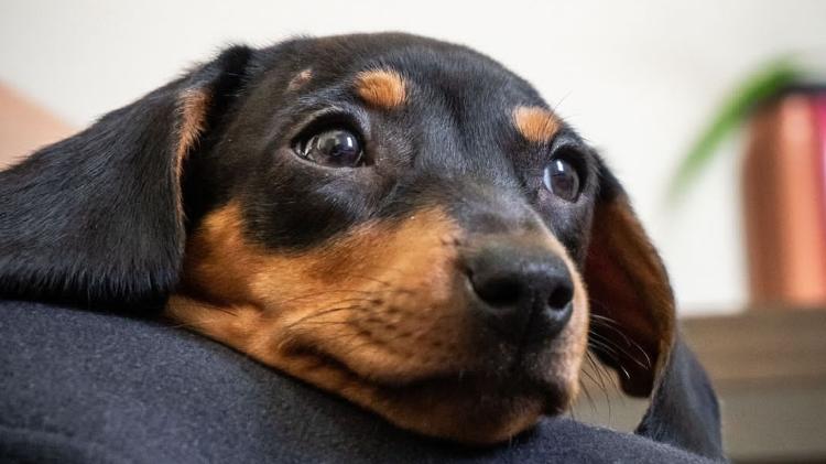 A cachorrinha Momô se adaptou melhor à ração de cordeiro