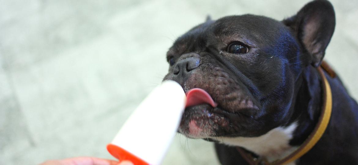 Picolé preparado especialmente para seu pet é opção para dias quentes - Getty Images