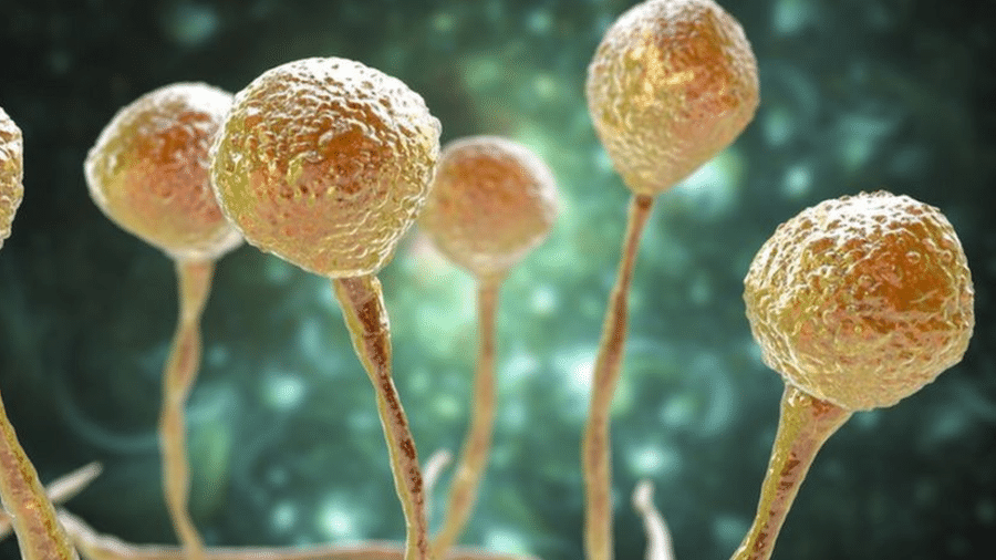O fungo Mucor é um dos causadores da mucormicose; Brasil registrou 29 casos da infecção entre janeiro e maio de 2021 - Dr_microbe/Getty Images
