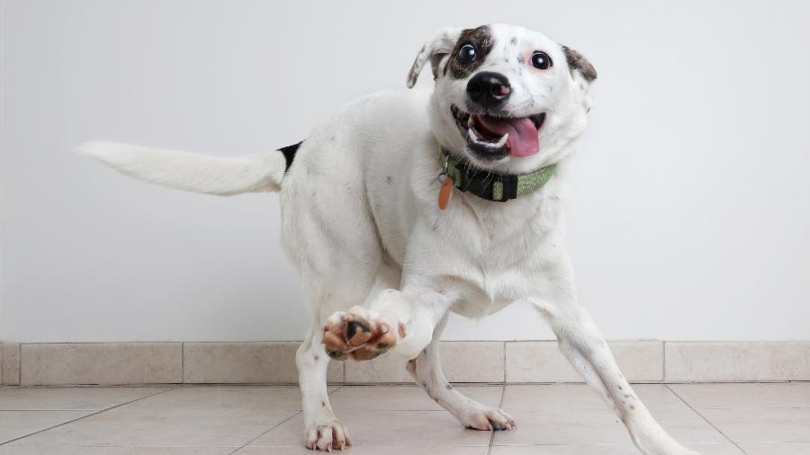 A altura e a forma como o rabo se movimenta são pistas valiosas sobre o que o cão está sentindo