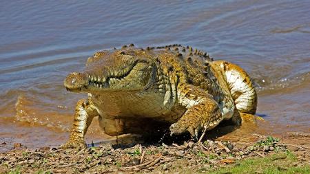 Crocodilo orinoco em rio na Venezuela  - Getty Images/iStockphoto