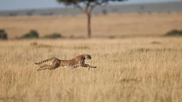 Guepardo correndo no Quênia - Mike Powles/Getty Images - Mike Powles/Getty Images