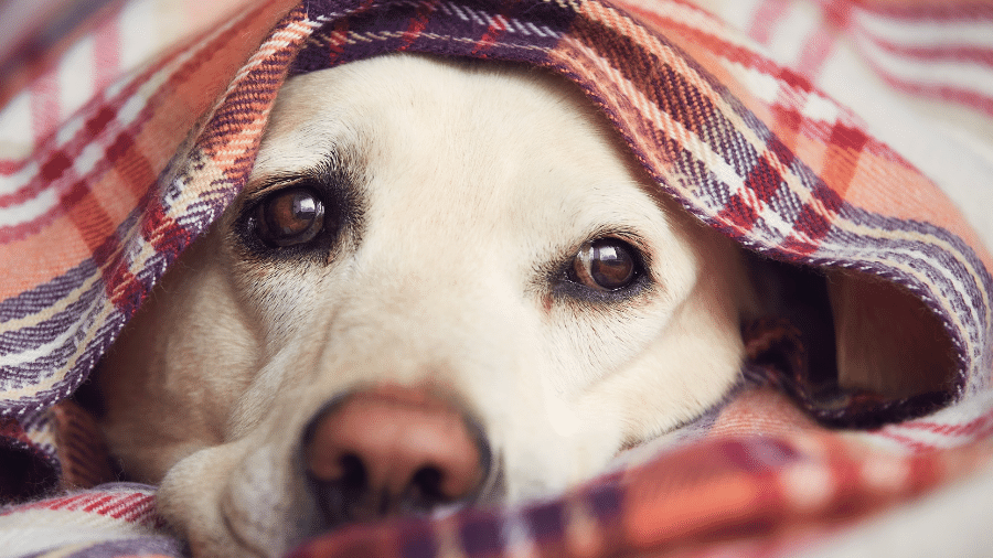 Cães pequenos, de pelagem curta ou idosos estão entre os mais vulneráveis às baixas temperaturas Cães pequenos, de pelagem curta ou idosos estão entre os mais vulneráveis às baixas temperaturas
