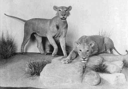 Leões que ficaram conhecidos como os comedores de homens de Tsavo Leões que ficaram conhecidos como os comedores de homens de Tsavo