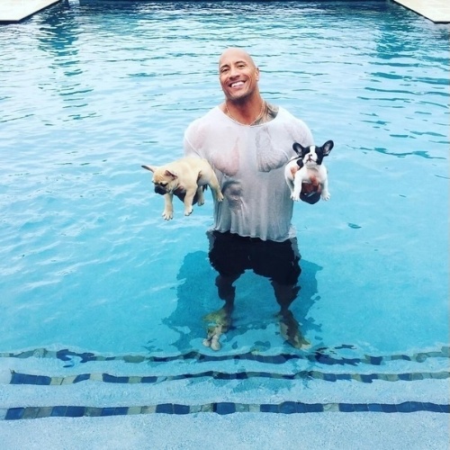 7.set.2015 - O ator Dwayne "The Rock" Johnson posa com os filhotes de buldogue francês após salvá-los de se afogarem