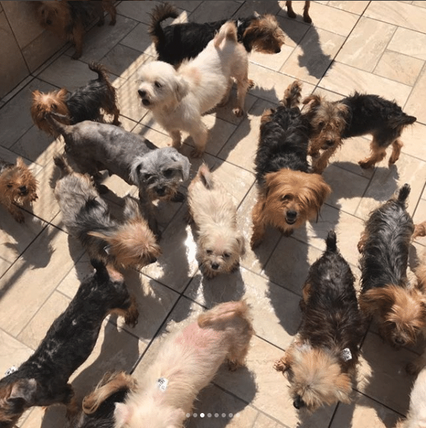 Luisa Mell divulga imagens dos cães resgatados em canil clandestino - Reprodução/luisamell