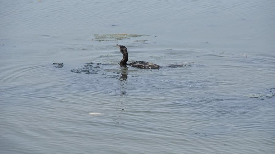 Lagoa de Maricá (RJ) passa por revitalização e já recupera sua fauna - Katito Carvalho