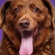 Bobi, o cão mais velho do mundo