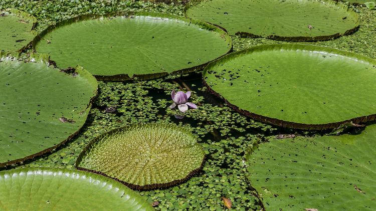 Lago com vitória-amazônica 