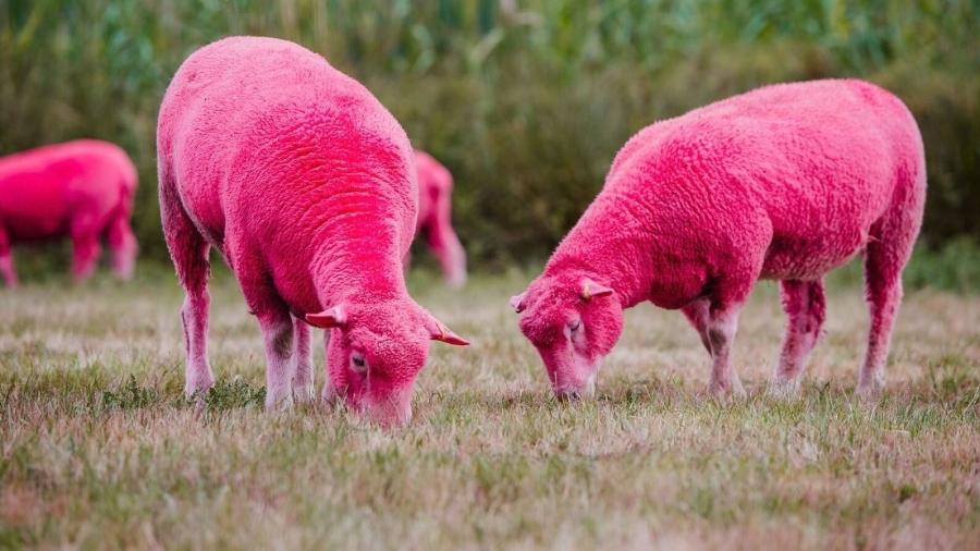 Ovelhas pintadas de rosa no Festival Latitude, no Reino Unido - Divulgação