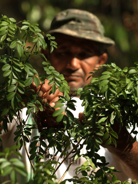 Jovenilio Souza Cardoso, cooperado da COEX Carajás, retirando folhas de jaborandi - Divulgação/Grupo Centroflora