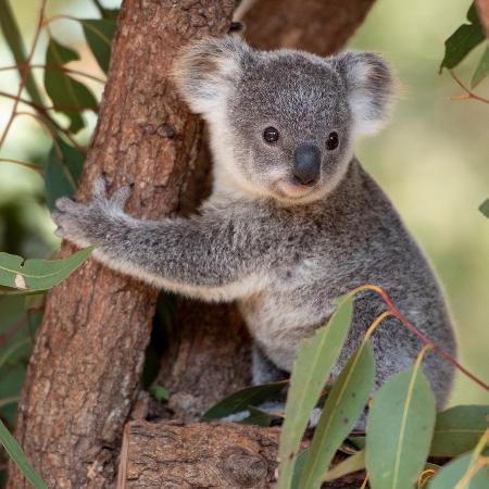 Faça o teste e descubra com qual animal exótico você se parece